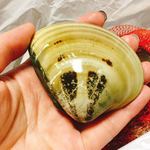 貝増商店 - 大きいよ‼