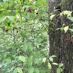 和泉屋傳兵衛 - 可愛らしい赤い実