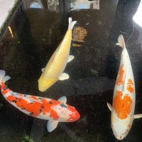 浅草むぎとろ 本店 - 