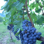 Merushan Wain Gyarari - ワインギャラリー近くのブドウ畑
