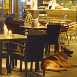 ベトナミーズ・シクロ - テラス続きのお隣もワンOK〜♬