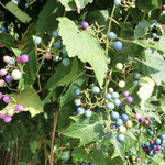 Porcupine - 野ぶどうの写真(ネットからお借りしました)