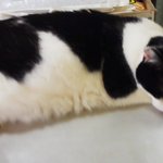 幸軒 - 看板猫のパンチ♀