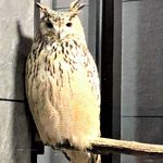 龍吟 - フクロウさん、可愛いです！