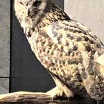 龍吟 - この子はちょっと怖い？