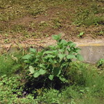 中国料理 竜苑 - 