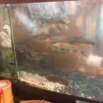 郷土料理ともん - 生簀