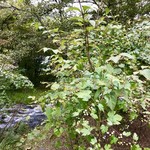 和泉屋傳兵衛 - 川沿いになっていた野ぶどう