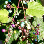 和泉屋傳兵衛 - 2013.11に撮った野ぶどう