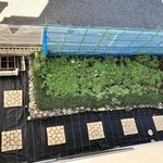 ナガタ店 - 畑がクローバーでボーボー…