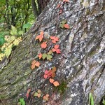 Porcupine - セゾン現代美術館近くの紅葉