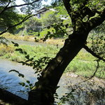 Yamabana Hei Hachi Diya - お座敷から見える高野川
