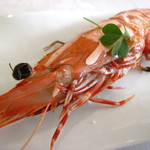 ヌーダ - 足赤海老