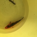 杉ケ瀬ヤナ - 鮎の代わりに錦鯉の子供が落ちていました。長良川で繁殖しているのでしょうか？