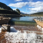 杉ケ瀬ヤナ - この程度ではまだ鮎は落ちません