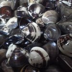 魚酒房 まんま亭 - 江戸前小蛤