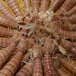 刺身BAR 河岸頭 - 