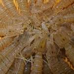 刺身BAR 河岸頭 - 