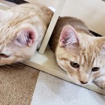 猫カフェ ねこ茶 - 