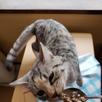 猫カフェ ねこ茶 - 本日のベストショット(^ー^)