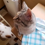 猫カフェ ねこ茶 - 