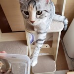 猫カフェ ねこ茶 - 