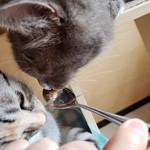 猫カフェ ねこ茶 - 