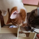 猫カフェ ねこ茶 - 