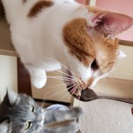 猫カフェ ねこ茶 - 