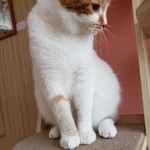 猫カフェ ねこ茶 - こまる