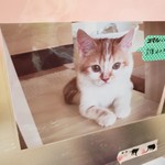 猫カフェ ねこ茶 - 