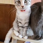 猫カフェ ねこ茶 - 名前は忘れたのにゃ