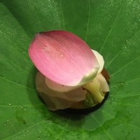 菊乃井 本店 - 