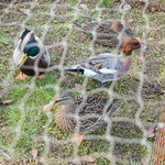 割烹 渡辺 - 会場で野鴨売ってます