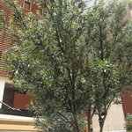 花山椒 - ロビーには木が。