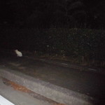 麺王  - 外観（白猫がいた）