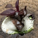 レヴォ - 氷見産アオリイカ　エンペラとゲソ　イカの身と胡瓜　貝のジュのエスプーマ