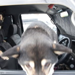 ピッザピッザピッザ - 