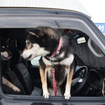 ピッザピッザピッザ - 