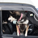 ピッザピッザピッザ - 