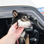 ピッザピッザピッザ - 