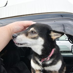 ピッザピッザピッザ - 