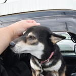 ピッザピッザピッザ - 