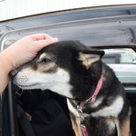 ピッザピッザピッザ - 