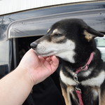 ピッザピッザピッザ - 