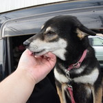 ピッザピッザピッザ - 