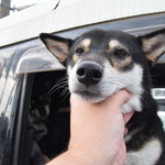 ピッザピッザピッザ - 