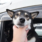 ピッザピッザピッザ - 