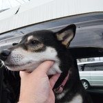 ピッザピッザピッザ - 