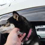 ピッザピッザピッザ - 